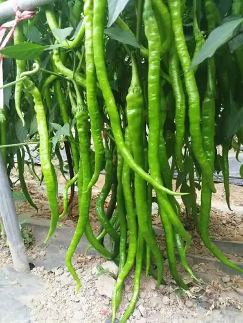 万斤亩高产超长线椒种子农家春秋四季播种蔬菜杭椒虎皮薄皮辣椒籽辛香