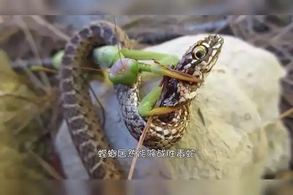 螳螂攻击蜈蚣你绝对猜不到的结局慎入
