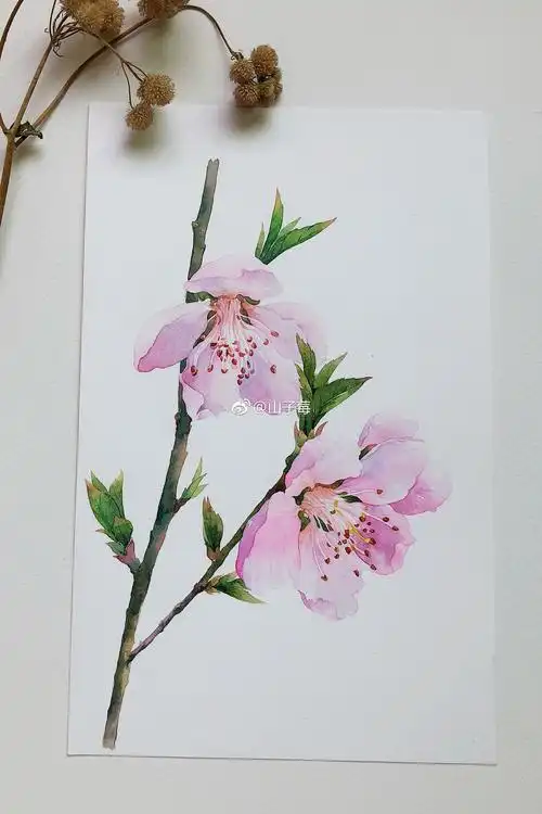 一组水彩手绘 桃花