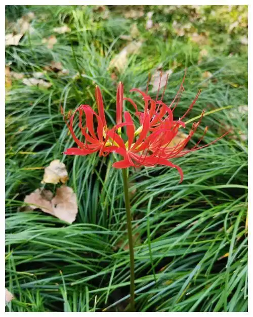 石蒜冬季叶片常绿,秋季开花,红色鲜艳,是一种优良宿根草本花卉,因为它