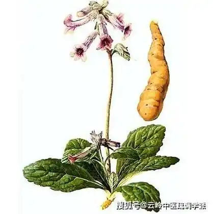 《神农识药》清热凉血药之生地黄_作用_一定的_功能