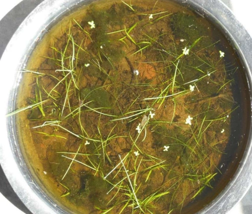 水草种子直接撒水里可以吗?