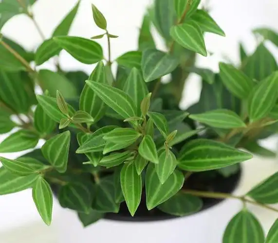 具有挥发性香气而广受欢迎,可用于制作精油,其成分主要有香叶草醇