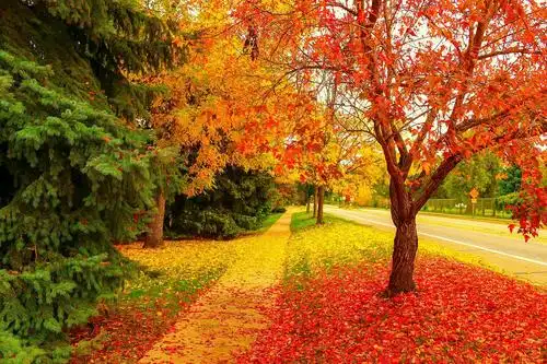 【风景】落叶知秋《8》