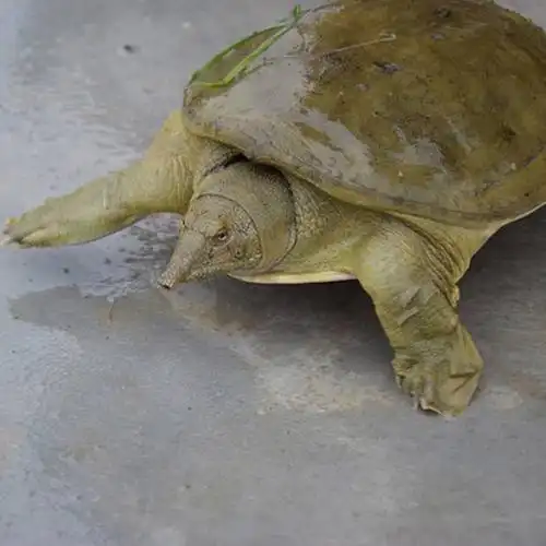 4斤大甲鱼活体免邮5年老鳖中华鳖水鱼团鱼外塘放养土鳖王八送礼