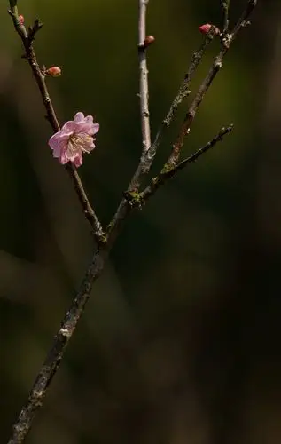 查看大图       曝光:    1/400 sec           光圈:    f10