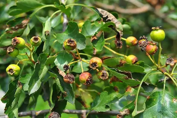 山楂树锈病害图片及治理