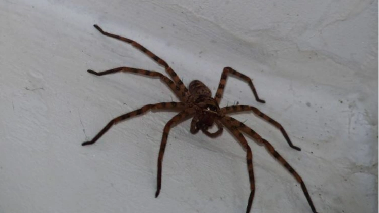 几分钟看完美国恐怖电影《天蛛地灭》