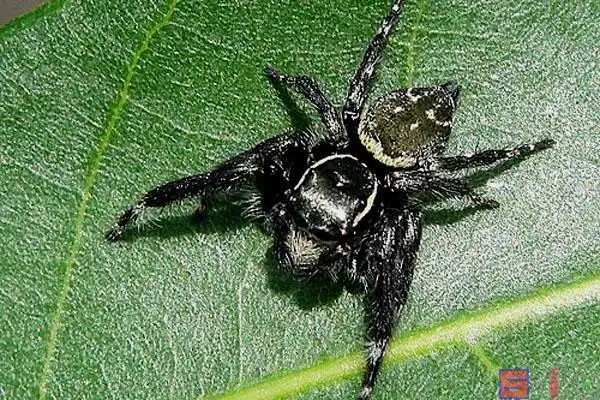 作为宠物来养的角猫跳蛛!绝对燃爆眼球,让你爱不释手的-宠物乐园