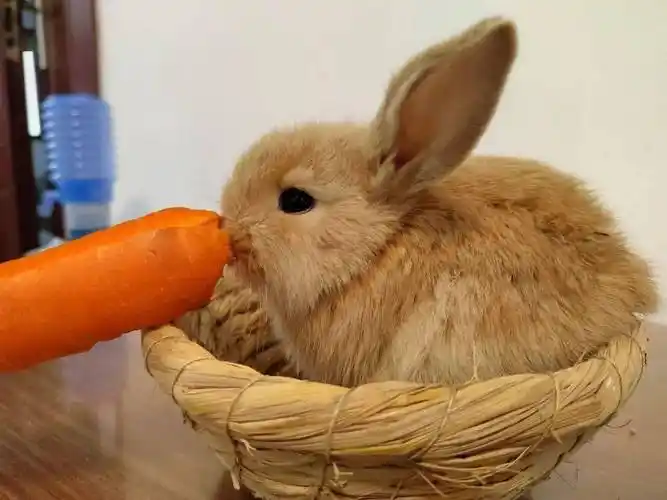 养宠物之小兔子最爱吃的十种食物快来记笔记