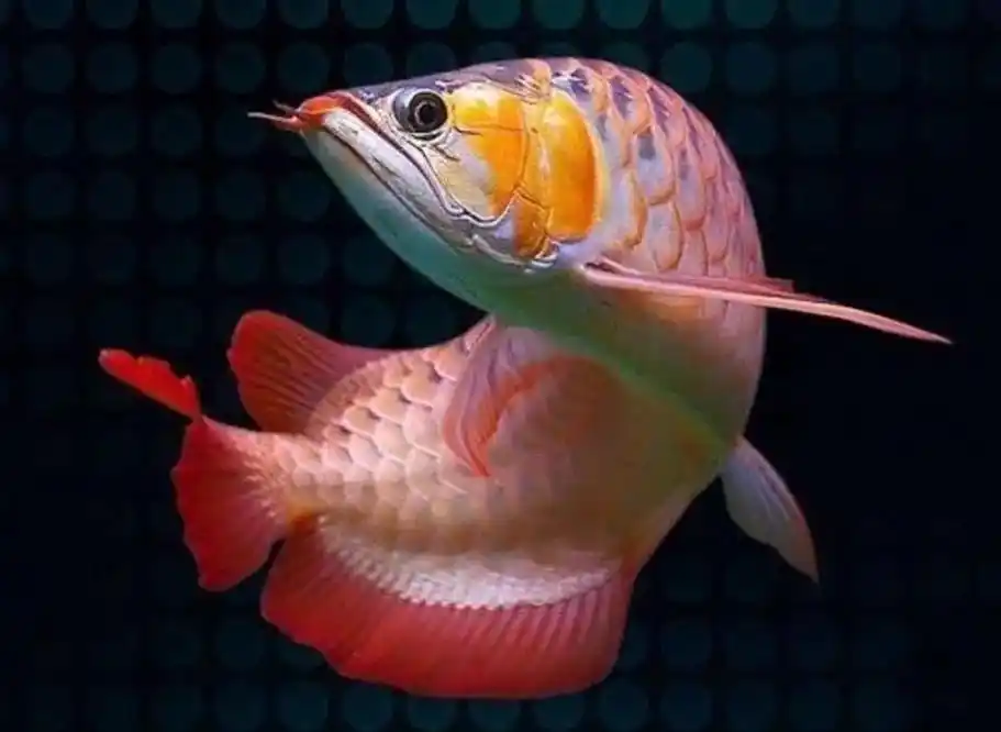 抖音图文来了 #龙鱼 #红龙 #观赏鱼 #金龙 - 抖音
