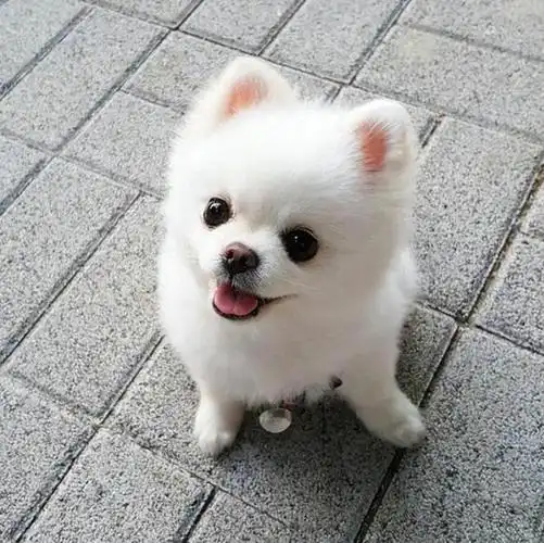 博美犬有什么特征(博美犬的特点和性格描写)