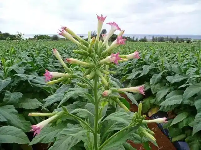 作业案例烟草病虫害防治