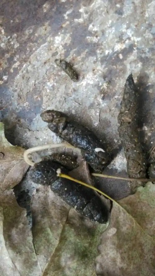 展开全部 都是犬蛔虫,大小的差异而已,这么长的活虫说明体能蛔虫揖