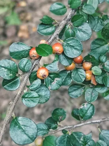 平枝栒子. - 别是闲滋味