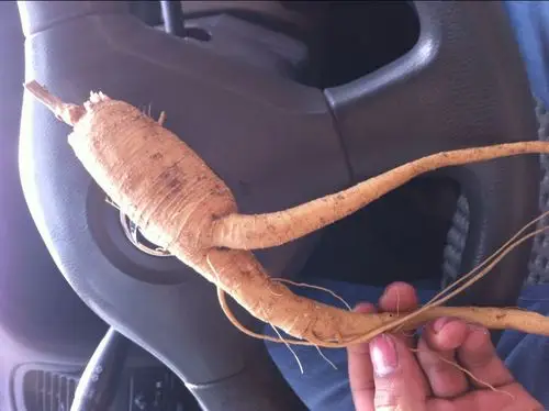 分类:电脑/网络 分享到:  2014-12-25 15:33  提问者采纳 商陆的根