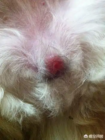 母狗会来月经吗?母狗来的不叫月经,叫大姨妈哦