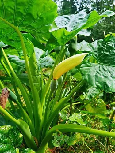 萍姐说是野山芋.不过不能吃,嘴会麻滴.可入药.