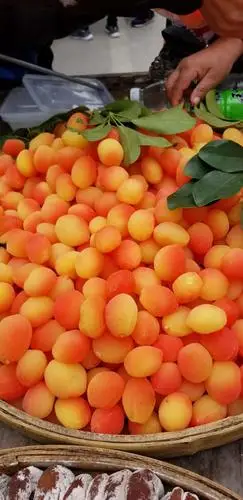 好看又好吃的黄金梅