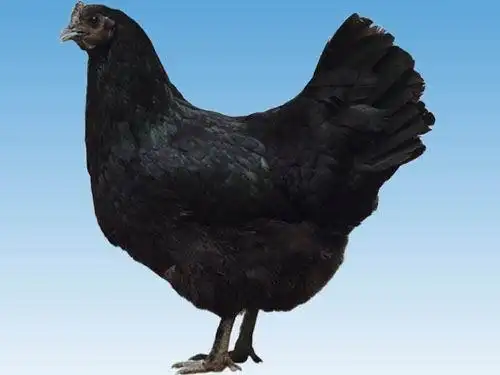 黑乌鸡,广西黑乌鸡,南宁黑乌鸡