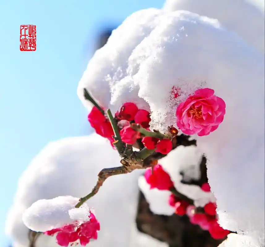 雪中梅花 #冬雪 #赏梅 #冬天梅花的风景图片 #盆景 何 - 抖音