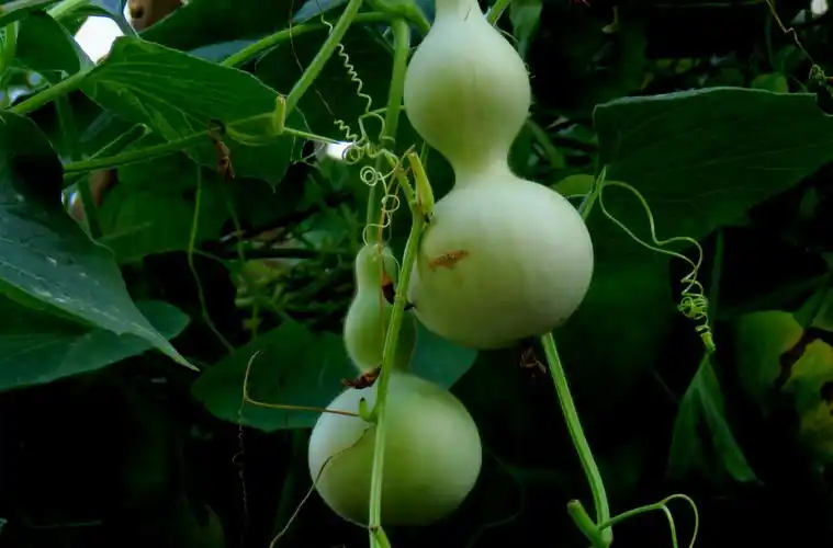 院中毛茸茸的丫丫葫芦,美丽的葫芦花,弯弯的藤蔓