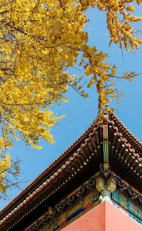 相关标签内容简介故宫银杏绝美秋景图片,分享一组唯美风光高清图片