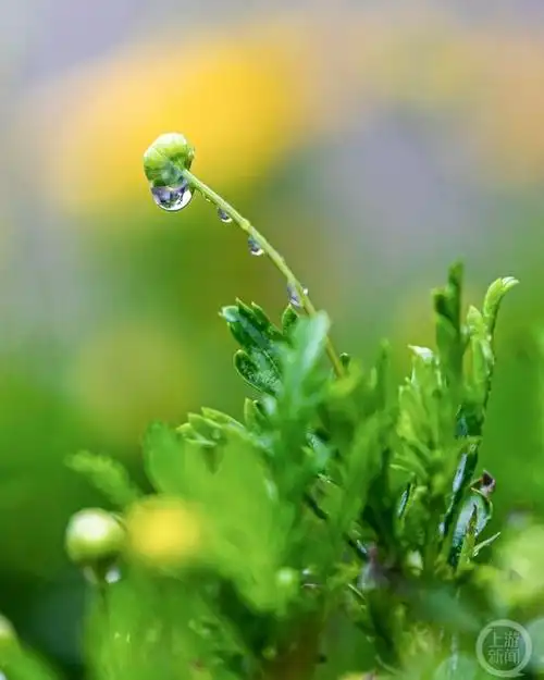 随着小满节气的到来,气温明显升高,喜阴的靡草类植物在强烈的阳光下