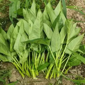 空心菜新鲜藤藤菜江苏农家菜园新鲜蔬菜藤藤菜通心菜现摘发货