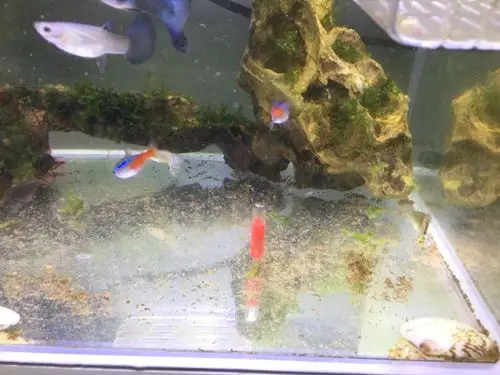 金华哪个水族店卖直纹飞凤大家的鱼粪便怎么处理的?