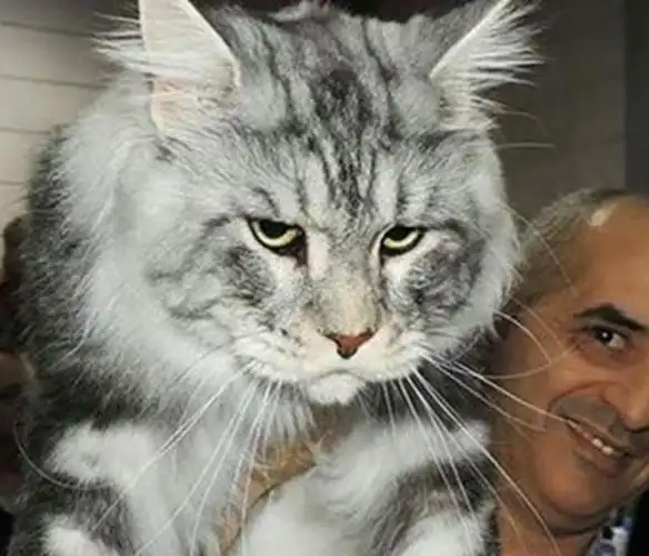 世界上最大的猫:缅因猫
