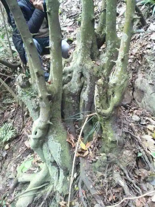 野生金弹子高清图片(野生金弹子高清图片在山上)