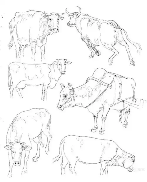 【白描】牛的速写集