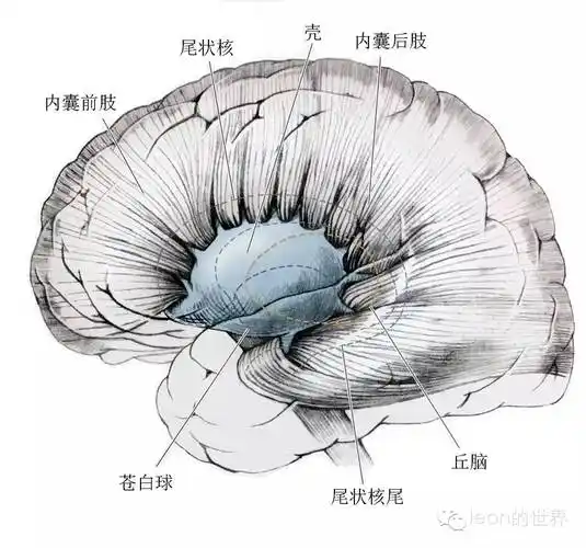 内囊解剖