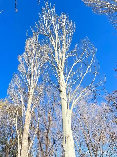 这个季节的白杨树,以前从来没有机会看到呢.