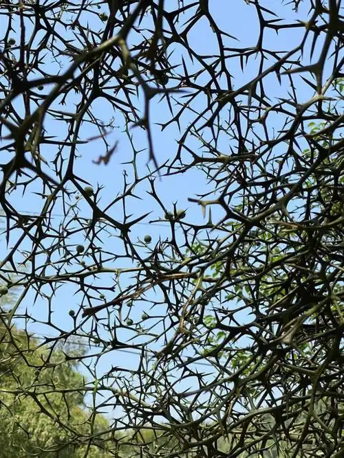 在山脚发现一颗全身是刺的树