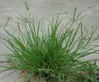 一种普通的野草,但不知道什么名字,请指教啊