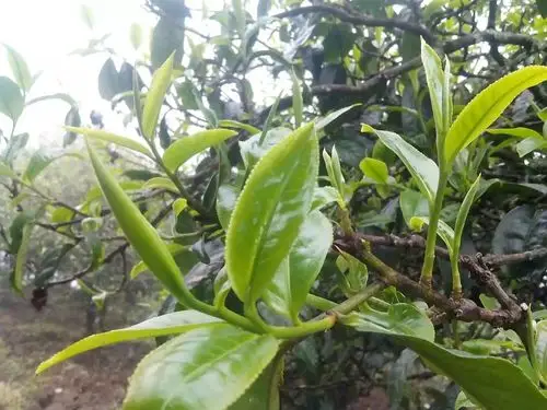 每一个村落,每一棵茶树,每一片茶叶.