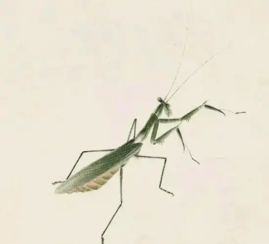 齐白石画螳螂,"斗"趣!