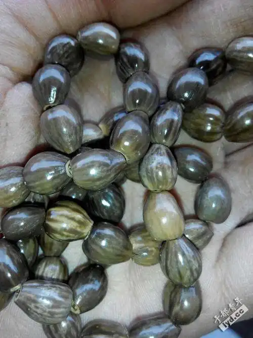 据说这货会吸血用草珠子穿过手链的人都