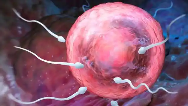 男女有必要了解|睾丸|前列腺|性激素|生殖细胞|功能障碍_网易订阅