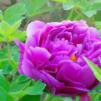 牡丹头像图片大全_微信头像图片大全