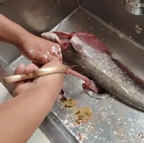 竟从鱼肚取出数枚铅头钩|钓鱼|鲶鱼|钓具|泥鳅|活饵|江西省_网易订阅