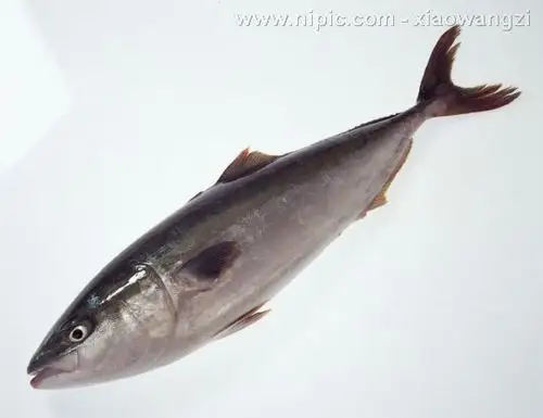 这个鱼书名叫什么?_百度知道