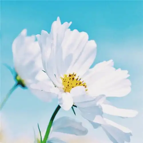 高清能带来好运的微信头像大全2021图片