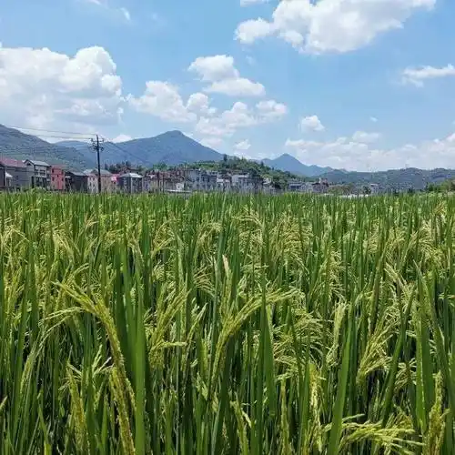 市委市直机关工委组织无偿献血志愿者赴福清市东张镇开展参观践学活动