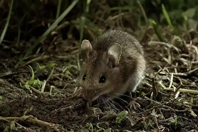 老鼠的叫声太高,人