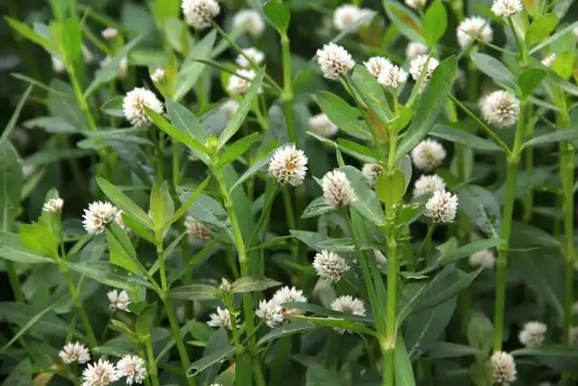 农村常见的"害人"野草,含有毒性,却对蛇毒有抑制作用
