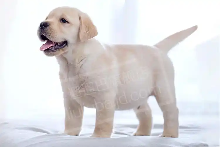 遛遛巴 拉布拉多幼犬 宠物狗活体 奶油色纯种拉布拉多寻回犬 宠物a级