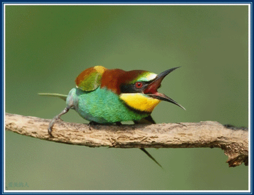 百幅动态花鸟图,请欣赏!(6)